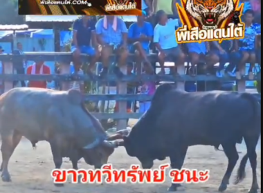 คลิปวัวชนย้อนหลัง ผลการชน ดุกด้างแซมชนะชัย VS ขาวทวีทรัพย์โชคนำชัย (ไอ้เกลอ)