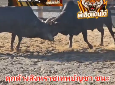 คลิปวัวชนย้อนหลัง ผลการชน ดุกด้างสิงหราชเทพบัญชาแสนญานุภาพ (จันเจา) VS โคพยัคฆ์ศณีนิลสิงห์มังกรทอง (น้อยหน่า)