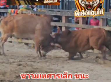 คลิปวัวชนย้อนหลัง ผลการชน ขาวมเหศวรเล็ก (เสือใหญ่) VS โคลันดาเพชรไสเลียบ