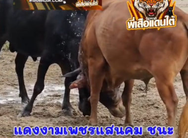 คลิปวัวชนย้อนหลัง ผลการชน โหนดทองปานทายาทปานทอง (อ้ายรุ๊กริ๊ก)  VS  แดงงามเพชรแสนคม