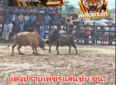 คลิปวัวชนย้อนหลัง ผลการชน  โหนดเพชรแสนชัย VS  แดงปราบเพชรแสนชัย (ทองแดง)