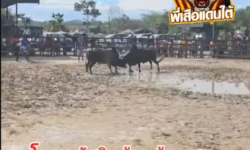 คลิปวัวชนย้อนหลัง ผลการชน โหนดแซมงามดาวพระศุกร์ (บ่อ)  VS  โหนดหลังขาวเพชรอัศวินร้อยล้านลูกร้อยทอง