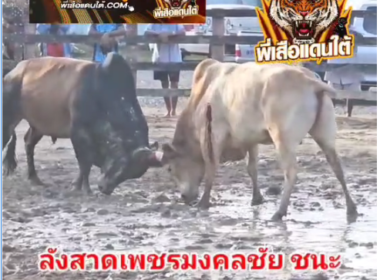 คลิปวัวชนย้อนหลัง ผลการชน ขาวซีอุย VS  ลังสาดเพชรมงคลชัย (สุดหล่อ)