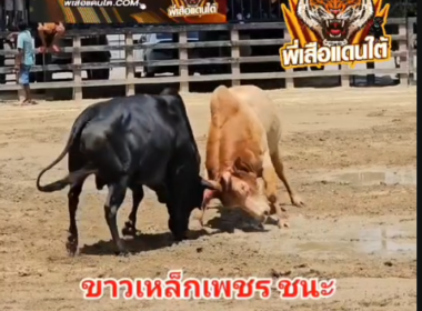 คลิปวัวชนย้อนหลัง ผลการชน ขาวเหล็กเพชร VS นิลเทพประทาน