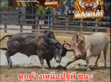 คลิปวัวชนย้อนหลัง ผลการชน โคลังสาดฉลามขาวสิงห์คชสาร VS ดุกด้างเหนือปฐพี (ไอ้วงเดือน)