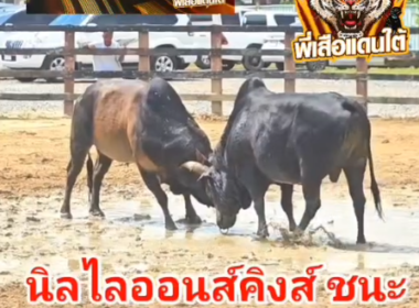 คลิปวัวชนย้อนหลัง ผลการชน โคนิลแซมด้วยรักและผูกพัน (ไลอ้อนคิง) VS โหนดขุนศึกมานะชัย (ท่านมานะ)