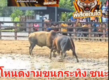 คลิปวัวชนย้อนหลัง ผลการชน โคลังสาดชัยกร (อ้ายน้องทีม) VS โหนดงามขุนกระทิงยอดขุนไทร (อ้ายจงอาง)