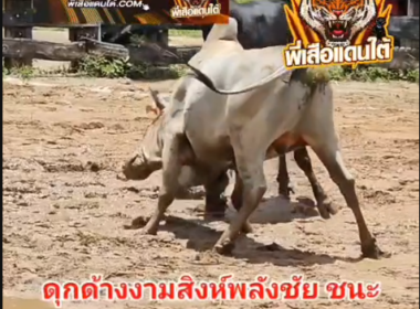 คลิปวัวชนย้อนหลัง ผลการชน ดุกด้างงามสิงห์พลังชัย (ไอ้เศรษฐี)  VS  ลังสาดเพขณฆาตยอดพิชิตชัย (ไอ้สีหมอก)