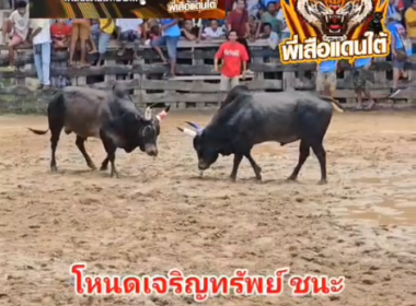 คลิปวัวชนย้อนหลัง ผลการชน โหนดหลังขาวเจริญทรัพย์ (โก้เก้า) VS ลายอัศวินนำทรัพย์ (ดอกวาเลนไทน์)