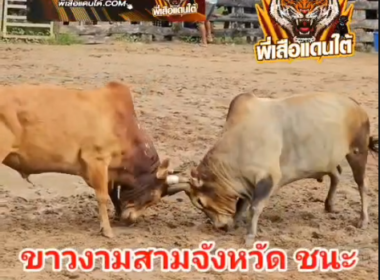 คลิปวัวชนย้อนหลัง ผลการชน โหนดมานะชัยยอดขุนพล (ซุปเปอรเล็ก) VS ดุกด้างพูนสวัสดิ์