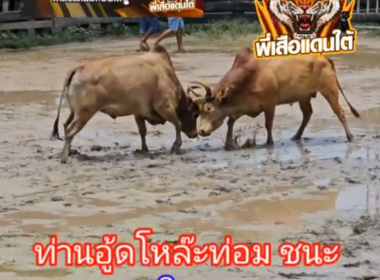 คลิปวัวชนย้อนหลัง ผลการชน ท่านอูดโหล๊ะท่อม VS มังกรหยก