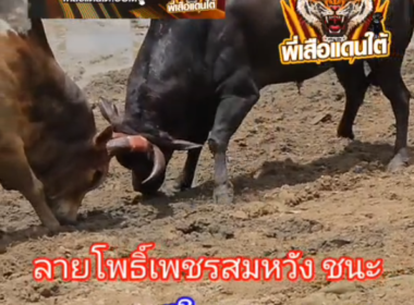 คลิปวัวชนย้อนหลัง ผลการชน โพธิ์เพชรสมหวัง  VS  โหนดใจเด็ดเพชรพนมวังก์