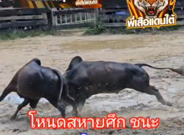 คลิปวัวชนย้อนหลัง ผลการชน ดุกด้างมีสมบัติ VS โหนดสหายศึก (อ้ายกรน)