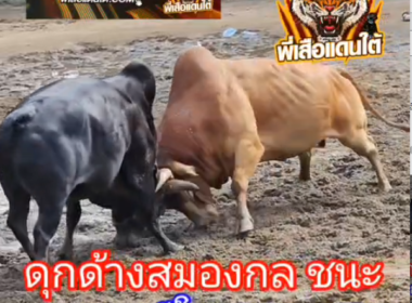 คลิปวัวชนย้อนหลัง ผลการชน โหนดจักรพรรดิ  VS โหนดอินทรชิต (มณีแดง)