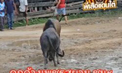 ผลการชน ดุกด้างเพชรสยาม (อ้ายแฝด) VS โหนดสุดรักพยัคฆ์พันทาง (เขายาวควนผลอง)