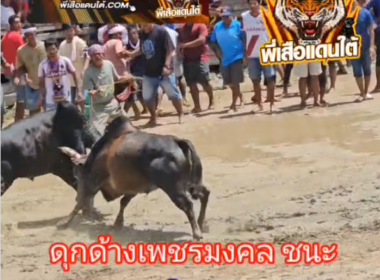 คลิปวัวชนย้อนหลัง ผลการชน โหนดเพชฌฆาตทายาทเพชรเอก (แม็คนั่ม)  VS ดุกด้างเพชรมงคล (กิ่ง ก็อง แก้ว)