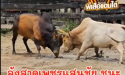 คลิปวัวชนย้อนหลัง ผลการชน ขาวเจ้าพญาเดชชัยโย (เจ้าเมือง) VS ลังสาดเพชรแสนชัย