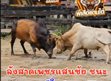 คลิปวัวชนย้อนหลัง ผลการชน ขาวเจ้าพญาเดชชัยโย (เจ้าเมือง) VS ลังสาดเพชรแสนชัย