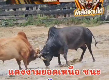 คลิปวัวชนย้อนหลัง ผลการชน ดุกด้างพยัคฆ์เล็ก (นายทองเล็ก)  VS แดงงามยอดเหนือเหลี่ยมตัดเพชร