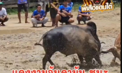 คลิปวัวชนย้อนหลัง ผลการชน โหนดเทวาเจ้าพายุ (ลูกพลอย)  VS แดงงามอันดามัน (ศรีราชาภาค2)