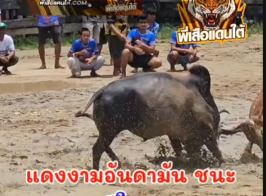 คลิปวัวชนย้อนหลัง ผลการชน โหนดเทวาเจ้าพายุ (ลูกพลอย)  VS แดงงามอันดามัน (ศรีราชาภาค2)