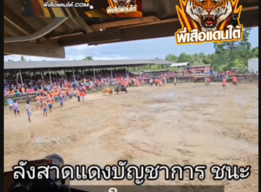 คลิปวัวชนย้อนหลัง ผลการชน  ลังสาดแดงบัญชาการทหารไทย (ปักเป้า) VS  โหนดขุนศึก (อาร์ก้าร์)