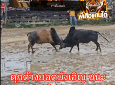 คลิปวัวชนย้อนหลัง ผลการชน  ดุกด้างยอดบังเอิญ (มดดำ)  VS ลังสาดคมพยัคฆ์พิทักษ์นำชัย