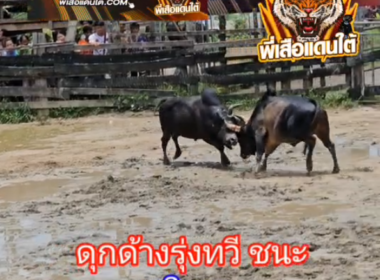 คลิปวัวชนย้อนหลัง ผลการชน โหนดคู่บารมียอดมีชัย (อ้ายภาคภูมิ)  VS ดุกด้างรุ่งทวี