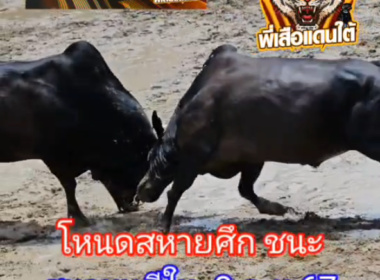 คลิปวัวชนย้อนหลัง ผลการชน ดุกด้างมีสมบัติ  VS โหนดสหายศึก (อ้ายกรน)