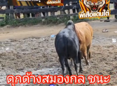 คลิปวัวชนย้อนหลัง ผลการชน ดุกด้างอัศวินเจ้าปัญญานักล่าเมืองใต้ (สมองกล) VS แดงงามกอบทรัพย์กำไลเทพ (หมอนวด)