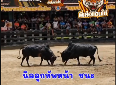 คลิปวัวชนย้อนหลัง ผลการชน นิลลูกทัพหน้าดาราชัย (ท่าครุฑ)   VS  โหนดท้องลายเหนือพยัคฆ์ทรัพย์สิง