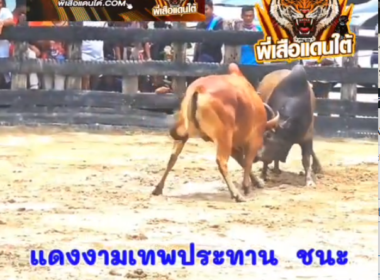 คลิปวัวชนย้อนหลัง ผลการชน แดงงามเทพประทาน  VS ดุกด้างพรนารายณ์ (สนิมเหล็ก)