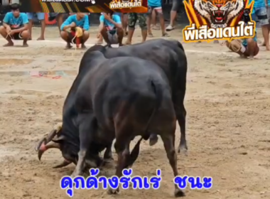 คลิปวัวชนย้อนหลัง ผลการชน