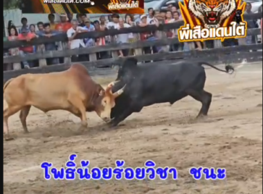 คลิปวัวชนย้อนหลัง ผลการชน ขาวงามทีเด็ดเพชรปันแต (ไอ้แล่น)   VS  โพธิ์น้อยร้อยวิชา