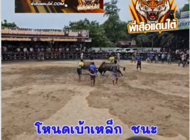 คลิปวัวชนย้อนหลัง ผลการชน