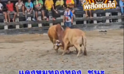 คลิปวัวชนย้อนหลัง ผลการชน แดงสุริยะเทพนำชัยสิบแล่น (แดงปุริม) VS  แดงงามนำทรัพย์ขวัญใจท่านรองพิปูน (หมูทอง)