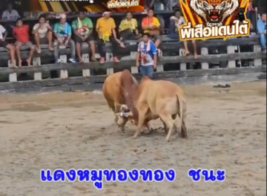 คลิปวัวชนย้อนหลัง ผลการชน แดงสุริยะเทพนำชัยสิบแล่น (แดงปุริม) VS  แดงงามนำทรัพย์ขวัญใจท่านรองพิปูน (หมูทอง)