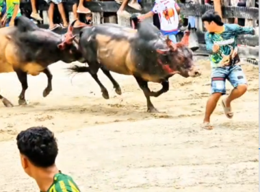 คลิปวัวชนย้อนหลัง ผลการชน โหนดเอกวิชาดาราเมืองใต้ VS โหนดเบ้าเหล็ก (ไอ้น้อง)