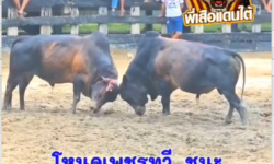 คลิปวัวชนย้อนหลัง ผลบการชน โหนดเพชรทวี  VS โหนดมณีชัย (โพธิ์เอก)