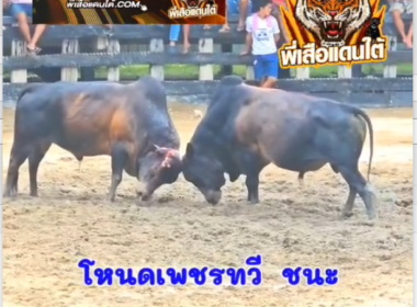 คลิปวัวชนย้อนหลัง ผลบการชน โหนดเพชรทวี  VS โหนดมณีชัย (โพธิ์เอก)