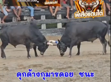 คลิปวัวชนย้อนหลัง ผลการชนดุกด้างเขาหินผา (ไอ้หมาใน)  VS  ดุกด้างกุมารดอย (เสือดำ)