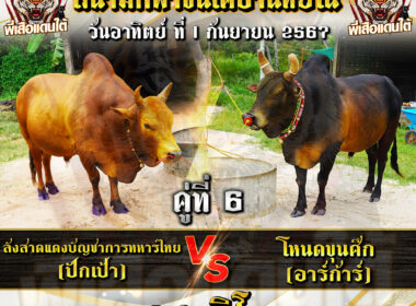 วัวชน วันที่01/09/67 โปรแกรมวัวชน สนามชนโคบ้านหยีใน