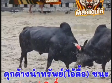 คลิปวัวชนย้อนหลัง ผลการชน  ดุกด้างนำทรัพย์ (ไอ้ดื้อ) VS นิลงามสามกษัตริย์ (ณเดช)