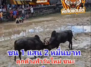 คลิปวัวชนย้อนหลัง ผลกาสรชน โหนดเพชรปานเงิน (อ้ายปาน)  VS ดุกด้างฟ้าวันใหม่ (อ้ายช้าง)