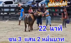 คลิปวัวชนย้อนหลัง ผลการชน ลังสาดดีเซลล์เล็ก (ทาโร่) VS โหนดลังสาดงามวันเฉลิมชัย (คุณชายสาม)