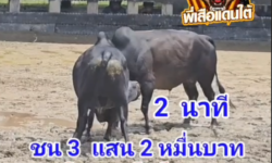 คลิปวัวชนย้อนหลัง ผลการชน โหนดท้องลายยอดวิชาดาราช.10 (ลูกโพธิ์) VS ดุกด้างงามใจเด็ดเพชรมาตเจ้าน่าชัย (ท่านหมอก)