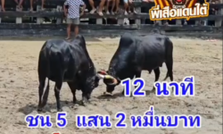 คลิปวัวชนย้อนหลัง ผลการชน โหนดอัศวินวันชนะยอดน่าชัย (อ้ายมดดำ) VS โหนดภูตะวัน (เขายาว)