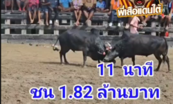 คลิปวัวชนย้อนหลัง ผลการชน ดุกด้างเพชรลานสกา (ลูกปลา) VS โหนดปิ่นอนงค์ (ที่ดิน)