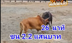 คลิปวัวชนย้อนหลัง ผลการชน โหนดแซมนักรบโบราณยอดนักสู้ (ลูกแซม 1911)   VS   หลังขาวงามปานสิงห์พยัคฆ์นักล่า (หลังขาวมหาประลัย)