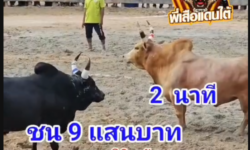 คลิปวัวชนย้อนหลัง ผลการชน ขาวงามศีริขวัญศิริมงคล (วัชรเดช.2)   VS  นิลงามแชมเพชรเทพพิทักษ์น่าชัย (เสือเทพ)